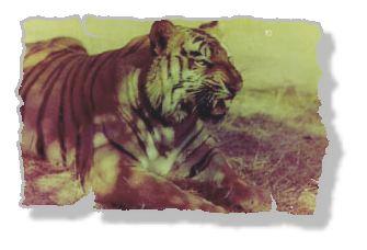 tiger.jpg (12737 bytes)